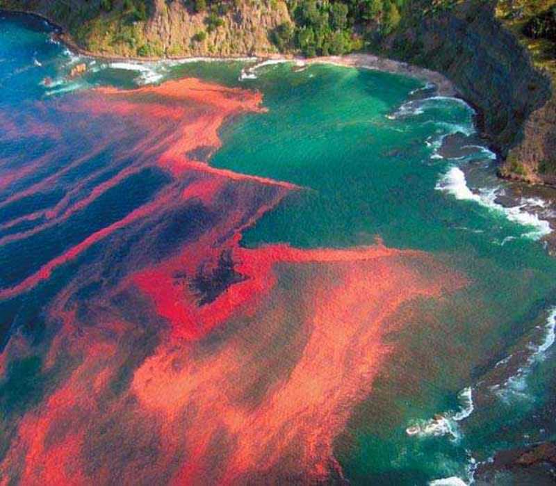 Tides Red