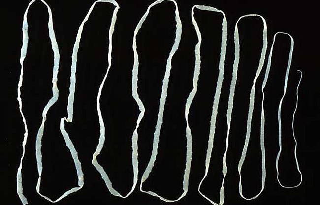 Tapeworm Diet