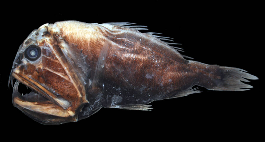 Anoplogaster_cornuta Specimen