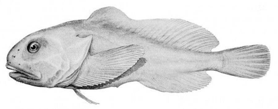 Illustration Of Blobfish