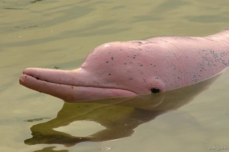Color Mutations Albino Dolphin