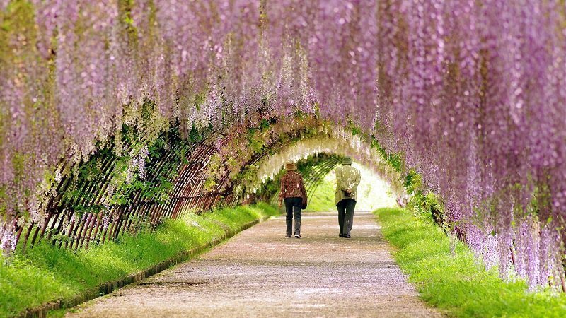 Pink Spring Blooms