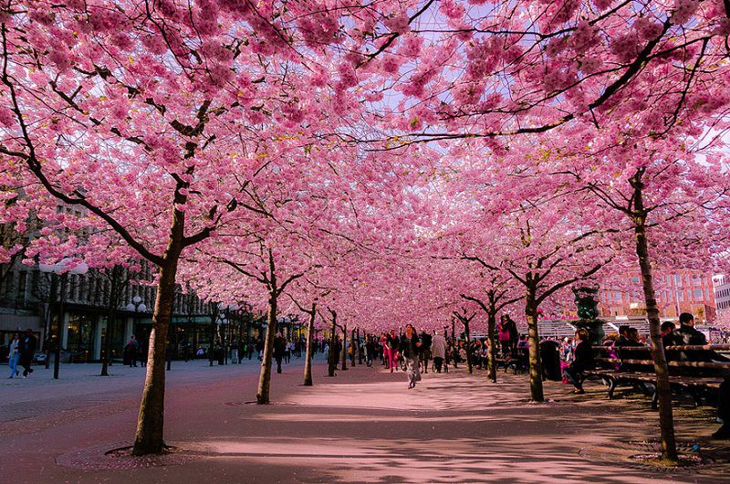 Spring Cherry Blossoms