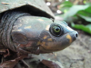 Ugliest Animals Pig Nose Profile