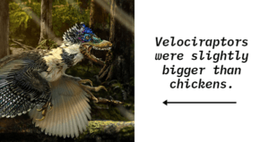 Velociraptor Size