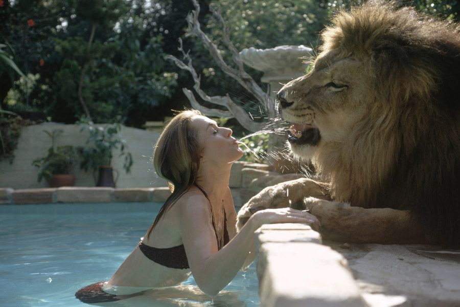 Pet Lions