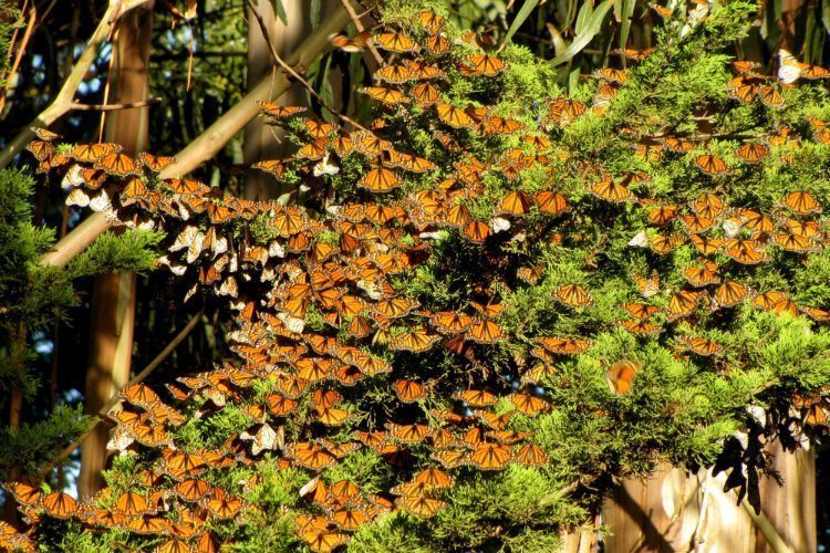 Monarch Migration Tree
