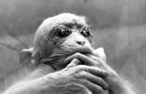 Britches the monkey with eyes sewn shut