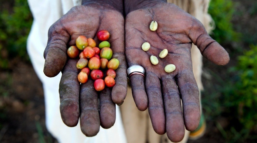 Kaldi Coffee Hands Beans