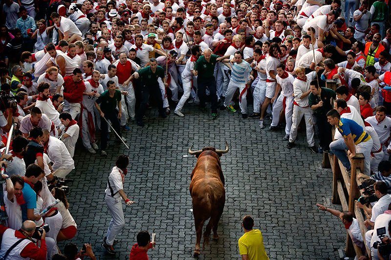 San Fermin Bulls