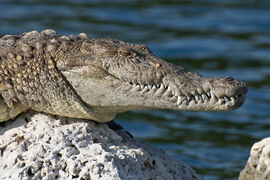 scariest contraceptices crocodile dung