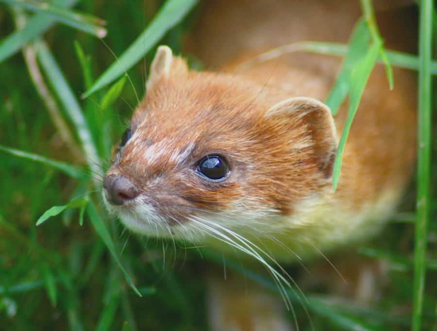 scariest contraceptives weasel testicles