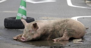 Pig Street Sleeping