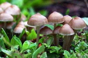 Baby_mushrooms_