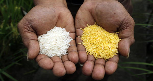 Gmo Foods Golden Rice Og