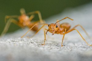 Important Ants Yellow Face