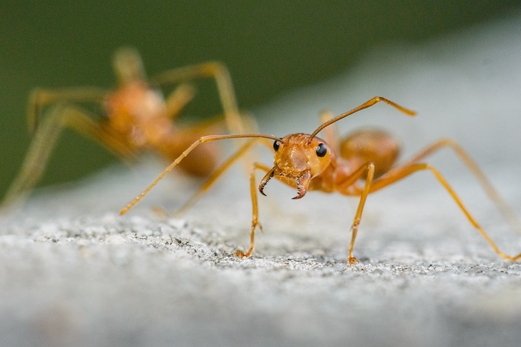 Important Ants Yellow Face