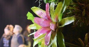 Lowline Pink Flower Og