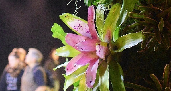 Lowline Pink Flower Og