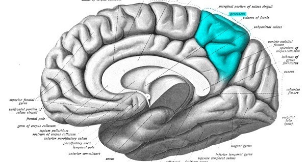 Brain Map Precuneus Og