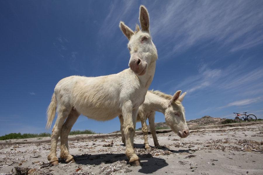 Donkey With Albinism