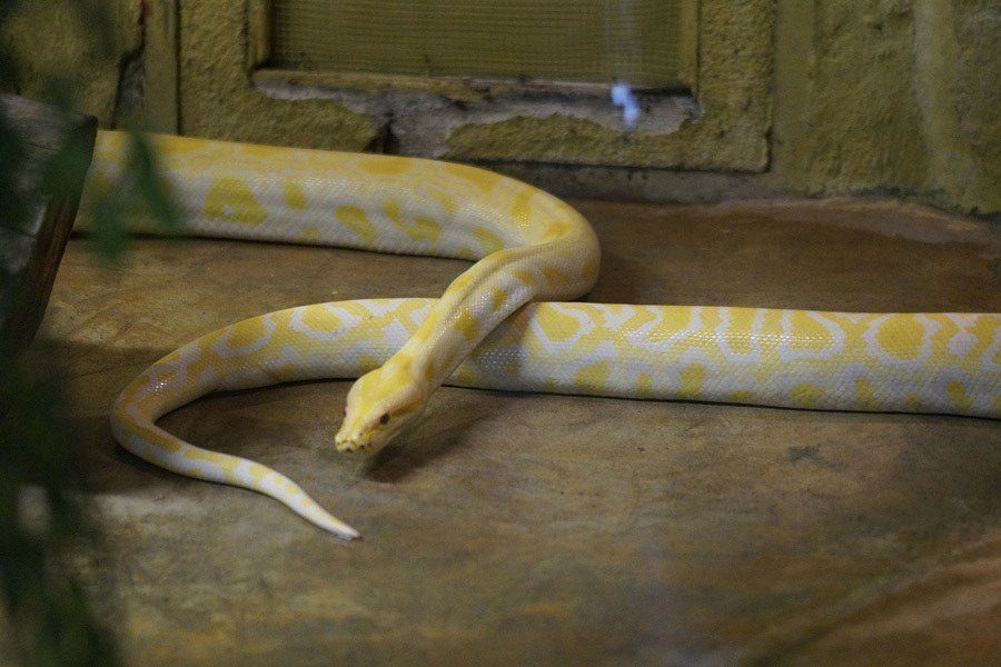 Albino Animals Pictures
