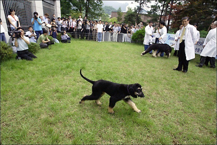 Dog Clone