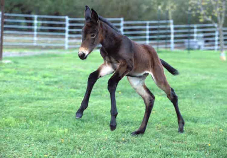Mule Clone
