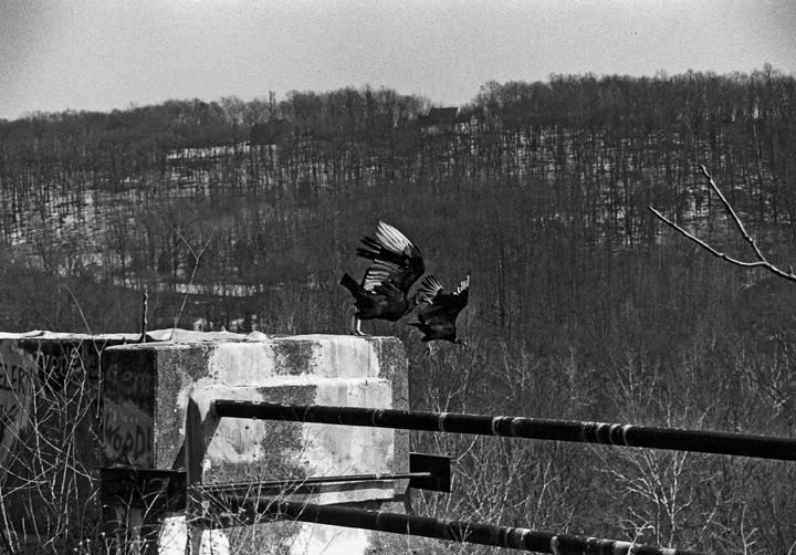 Birds Viaduct