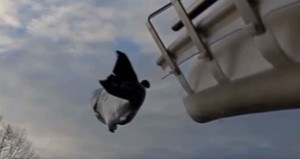 Whooshh Salmon Cannon Og