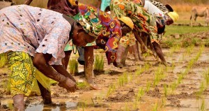 Peace Corps The Gambia