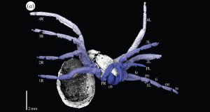 Prehistoric Spider Scan