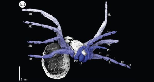 Prehistoric Spider Scan