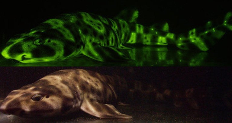Glow-In-The-Dark Shark
