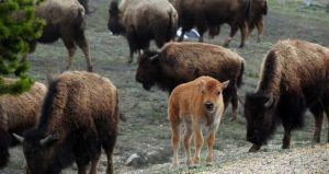 American Bison (also Known As Buffalo) A