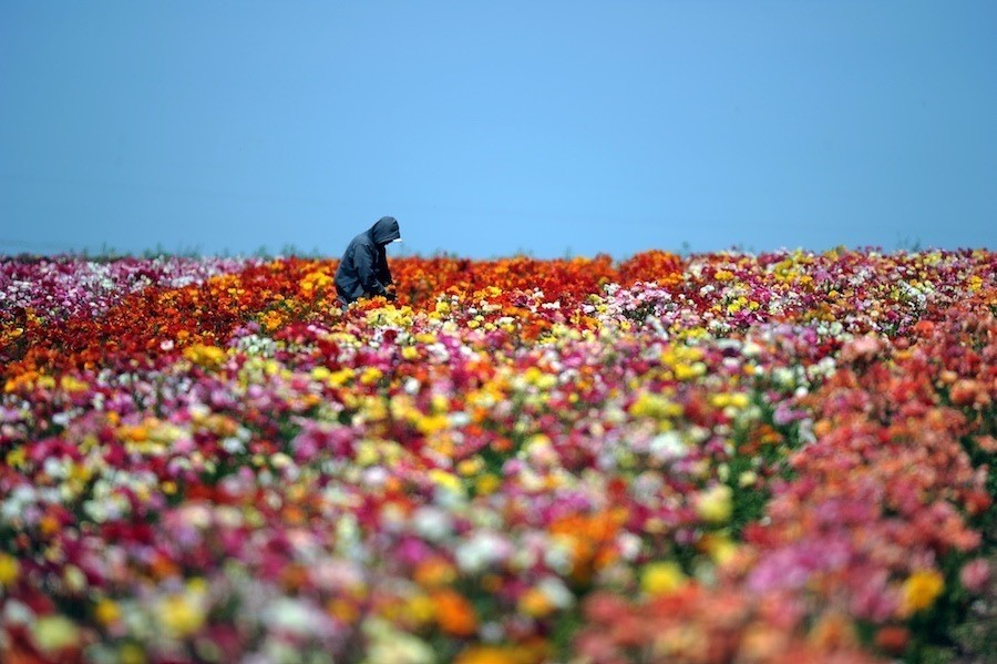 Colorful Spring Flowers