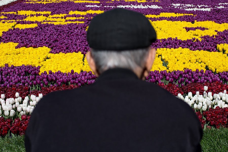 Man Tulips