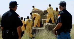 Prisoners Loading Hay