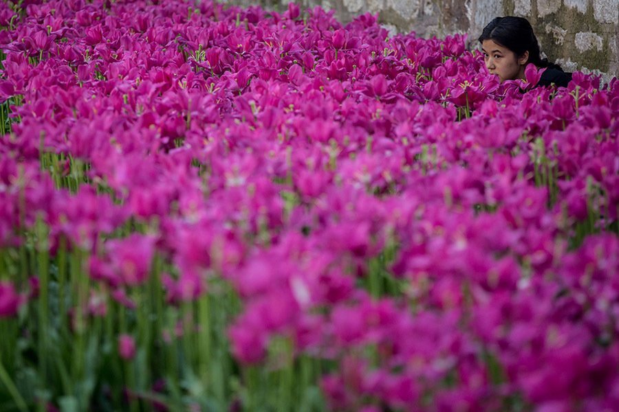 Purple Tulips