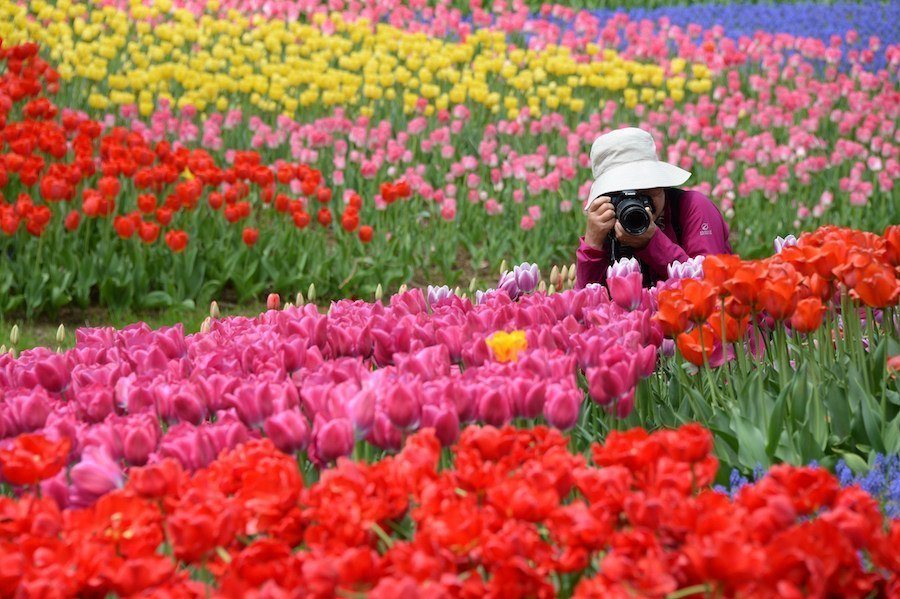 Taking Photo Flowers