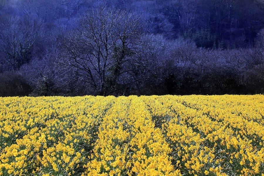 Yellow Against Dark Blue