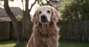Surviving 9/11 Rescue Dogs Photographed