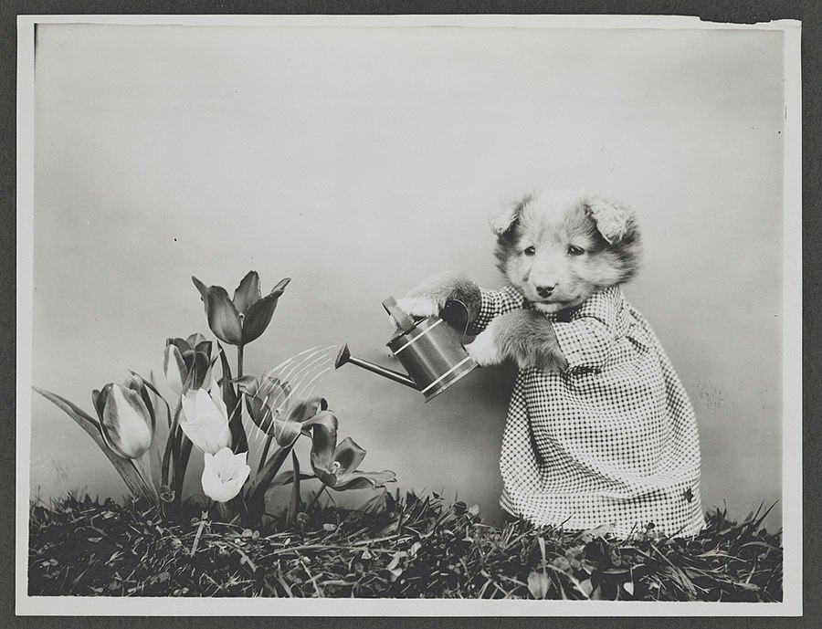 Watering The Flowers
