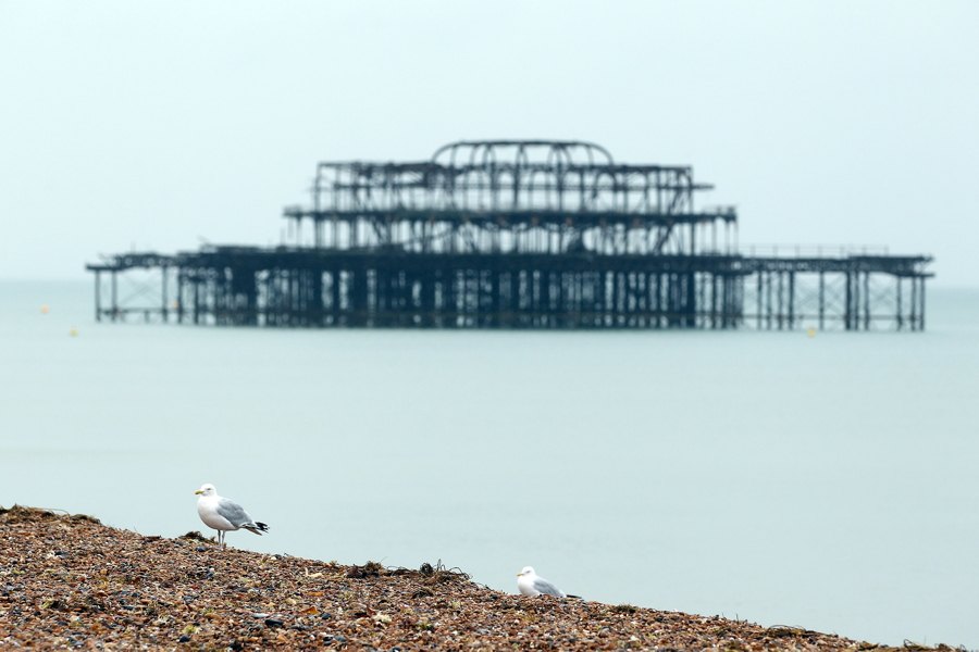 Bird On Shore