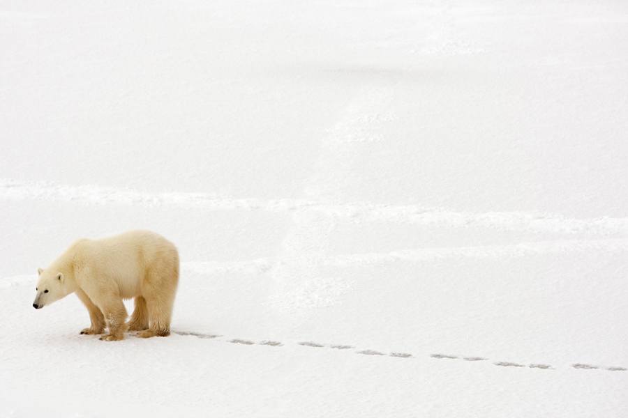 Polar Bear Facts