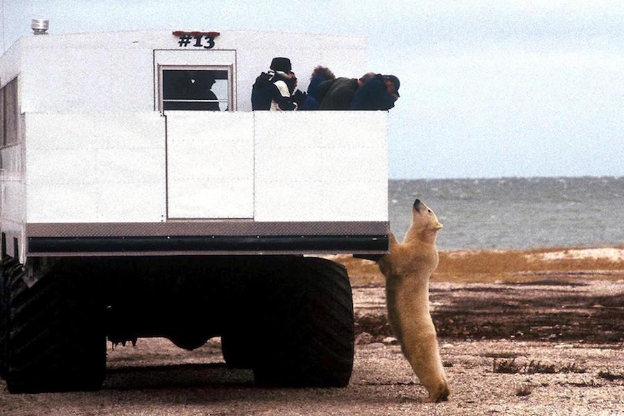 Polar Bear Manitoba