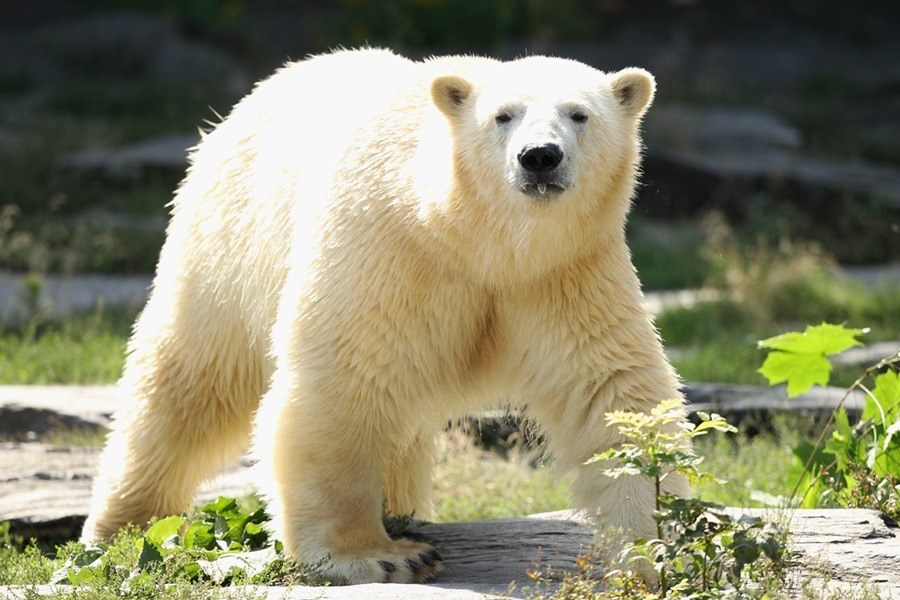 Staring Polar Bear
