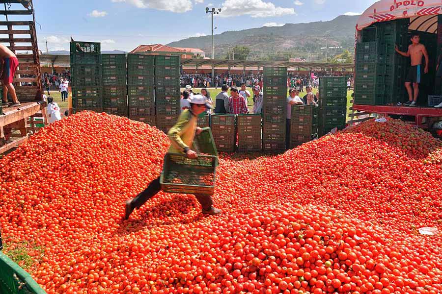 La Tomatina Festival Tomato Stockpile
