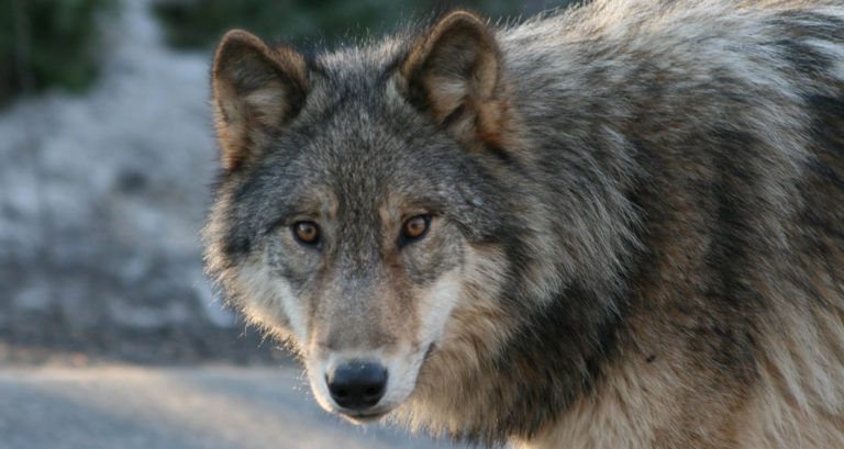 Featured Wolf Jethro Taylor