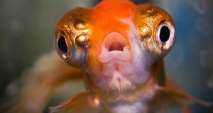 Large Eyeballs Goldfish